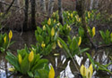 Lysichiton americanum